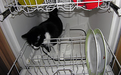 Maytag Dishwasher Possessed By Devil