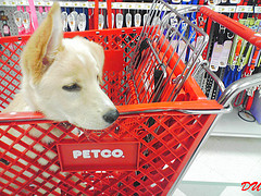 100 Animals Die At Petco In Flood, Company Blames City