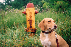 KFC Wants Your Dog To Tinkle On Its New Ads