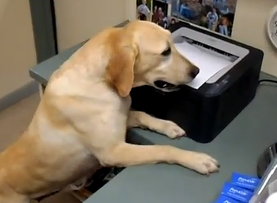 This Receipt-Handling Dog Is Adorable, But Is It Icky?