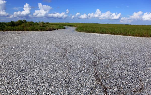 Officials: Massive Fish Kill Hits Louisiana Bayou, But BP Ain't To Blame