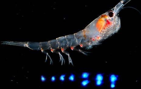 FDA: Glow In The Dark Shrimp "Not A Food Safety Issue"