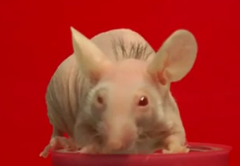 Throw Out That Toupee: Researchers Successfully Grow Hair On A Bald Mouse