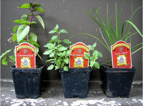 Grow A Pot of Herbs!