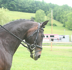 Horses Pull Tanker Out Of Snow In Pennsylvania