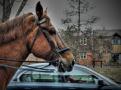 Economy: Used Car Dealer Becomes Used Horse Dealer Too