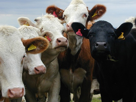 USDA Recalls 143 Million Pounds Of Beef
