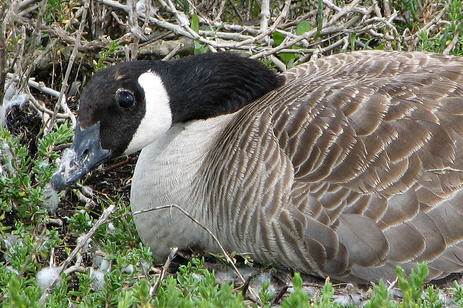 Store Found Not Responsible For Wild Goose Attacking Customer