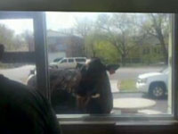 Escaped Cow Visits McDonald's Drive-Thru, Ponders Circle Of Life