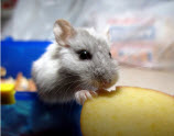 Ex-McDonald's Employee Records Mouse Stuck In Burger Buns