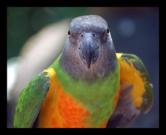 Bank Of America Seizes Wrong House, Holds Parrot
Hostage