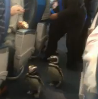 Penguins Waddling Around On Delta Flight Elicit Squees Of Joy From Everyone Onboard