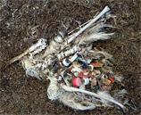 Your Bottlecaps Found In Dead Birds' Bellies