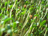 Salmonella Found In Alfalfa Sprouts