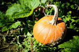 Recycle The Pumpkin Slop In Your Freezer Into Something Edible