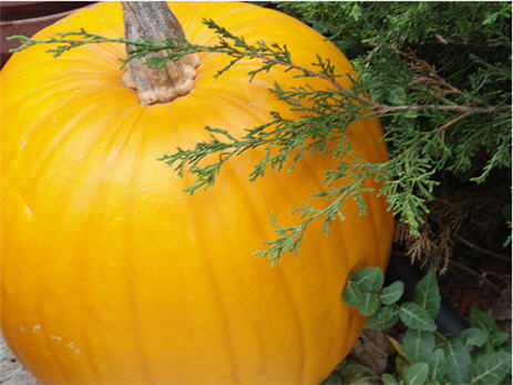 Too Much Rain In Illinois, Pumpkin Prices Are Up