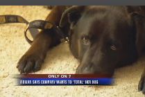 Farmers Insurance 'Totals' Dog After Car Accident