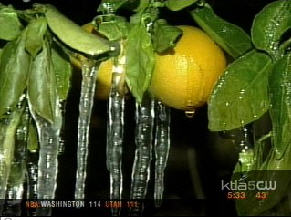 Get Ready For High Prices: California’s Citrus Crop “Severely Damaged”