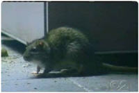Health Inspector That Passed The Rat Infested KFC Suspended