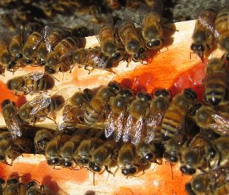 Keeping Brooklyn's Bees Out Of The Red Dye No. 40