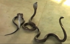Letting Snakes Loose In A Tax Office Is Not A Good Way To Protest Corruption