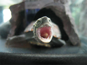 Tiny Turtle Makes AirTran Return To Gate, Girls Forced To Get Rid Of Pet Before Reboarding