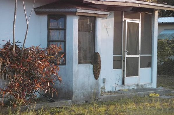 Giant Bee Swarm Overtakes Foreclosure