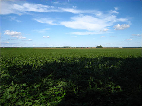 China Upset About "Hazardous" US Soybeans