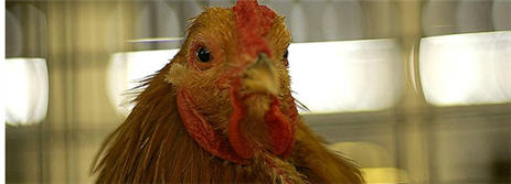 Teenager Discovers Antibiotic Resistant Bacteria In Chicken