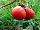 Tomatoes Recalled For Salmonella Contamination