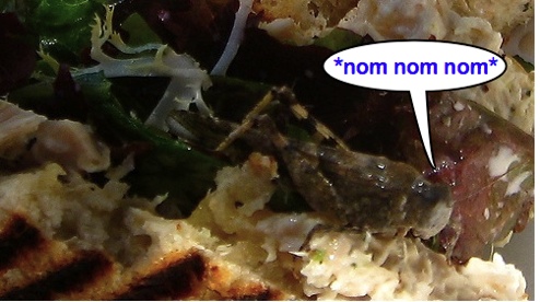 This Giant Grasshopper Does Not Belong In A Tuna Melt