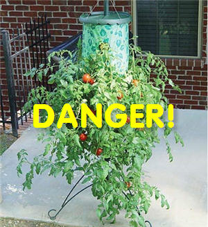 Another Tomato Attack! "Topsy Turvy" Tomato Stand Recalled After 155 Injuries