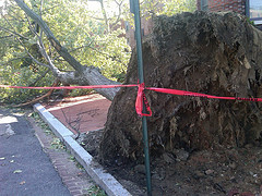 Irene Knocked My Neighbor's Tree On My Deck, But He's Run
Away From His Foreclosure
