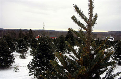 National Christmas Tree Association Says Real Trees Are "Green"