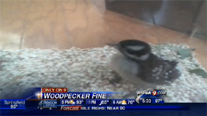 Mom Fined $535 After Daughter Saves Woodpecker
