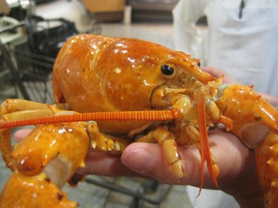 Incredibly Rare Yellow Lobster Shows Up At Wegmans
