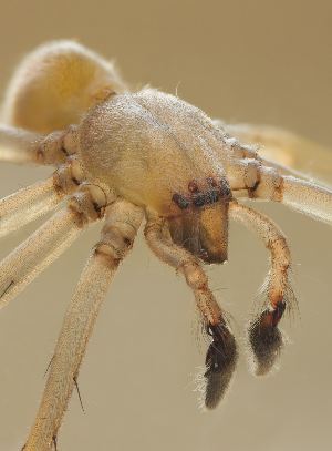 Have You Experienced An Infestation Of Car Spiders?