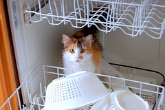 Leaky Dishwasher Wrecks Hardwood Floor And Ceiling Below, Sears Shrugs