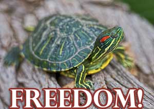 1,600 Turtles Break Out Of Farm, Slowly Crawl To Freedom