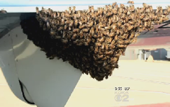 A Swarm Of Bees Is Not Something That Goes Well With An Airplane's Wings