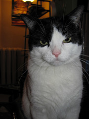 Disapproving cat disapproves. (seamonkey mags)