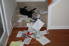 cat and junk mail