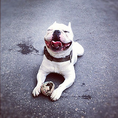 Got a story that made as happy as this dog? Tell us at tips@consumerist.com (photo: vileinist)