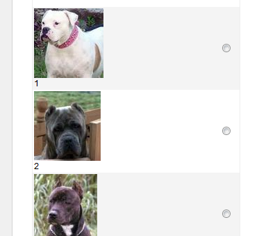 Most people have failed KTVI's Pick-the-Pit Bull test.