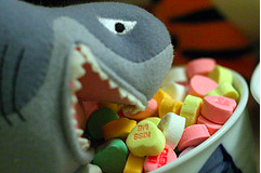 This shark is a candytarian. (Alan Rappa)