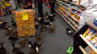 50 Ducks Walked Into A CVS… There’s No Punchline, Just 50 Ducks In A CVS