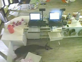 Deer Wanders Into Frozen Yogurt Shop, Does $5,000 In Damage