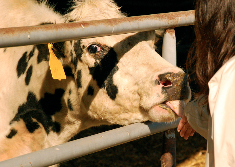 California Governor Urged To Sign Bill Limiting Antibiotics In Farm Animals
