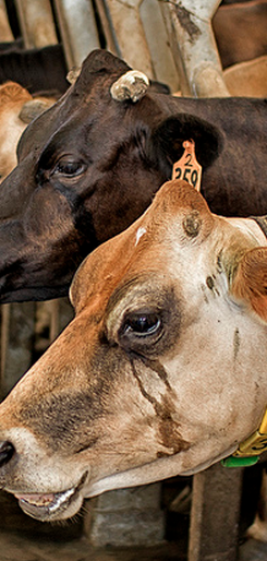 Want Those Dairy Cows To Produce More Milk? Turn On Some Slow Jams To Set The Mood