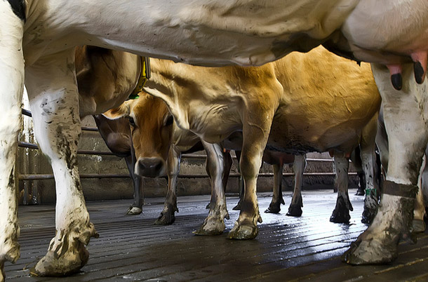 FDA’s Voluntary Guidance Failing To Curb Antibiotic Overuse In Farm Animals